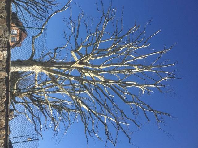 Les tailles d&#8217;arbres en mars par Paysages Simon dans le sundgau Belfort